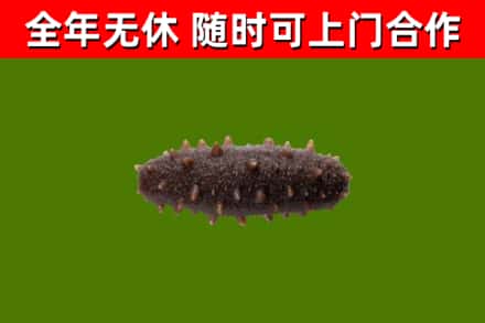 南汇回收海参干
